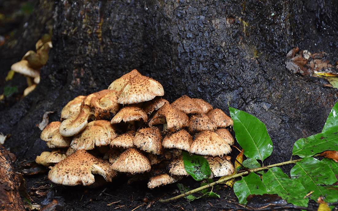 Gruppe af frugtlegemer af krumskællet skælhat