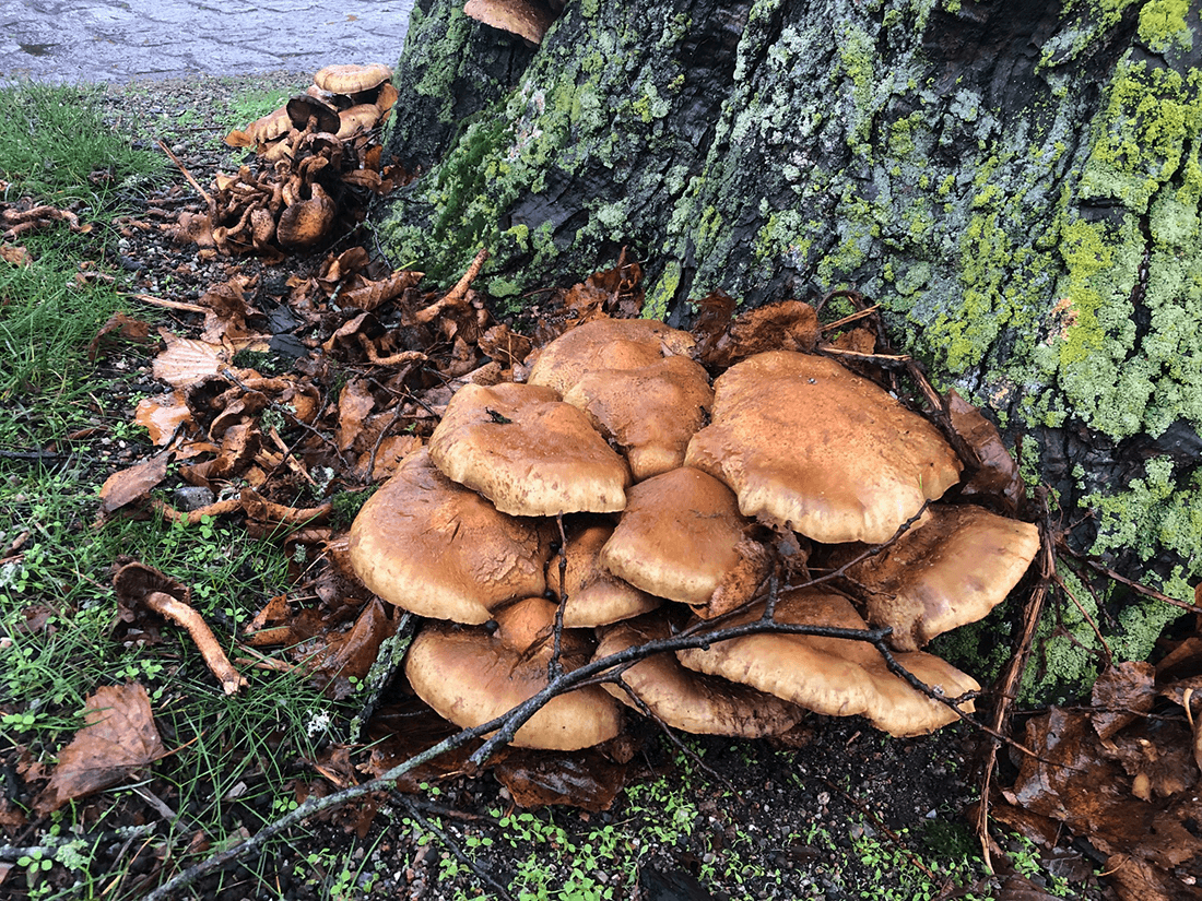 Frugtlegemer ved stamme