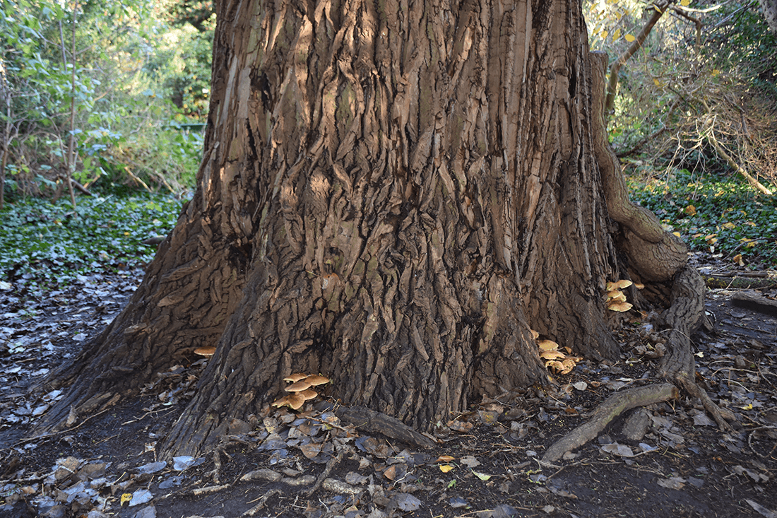 Ffrugtlegemer af krumskællet skælhat ved poppel