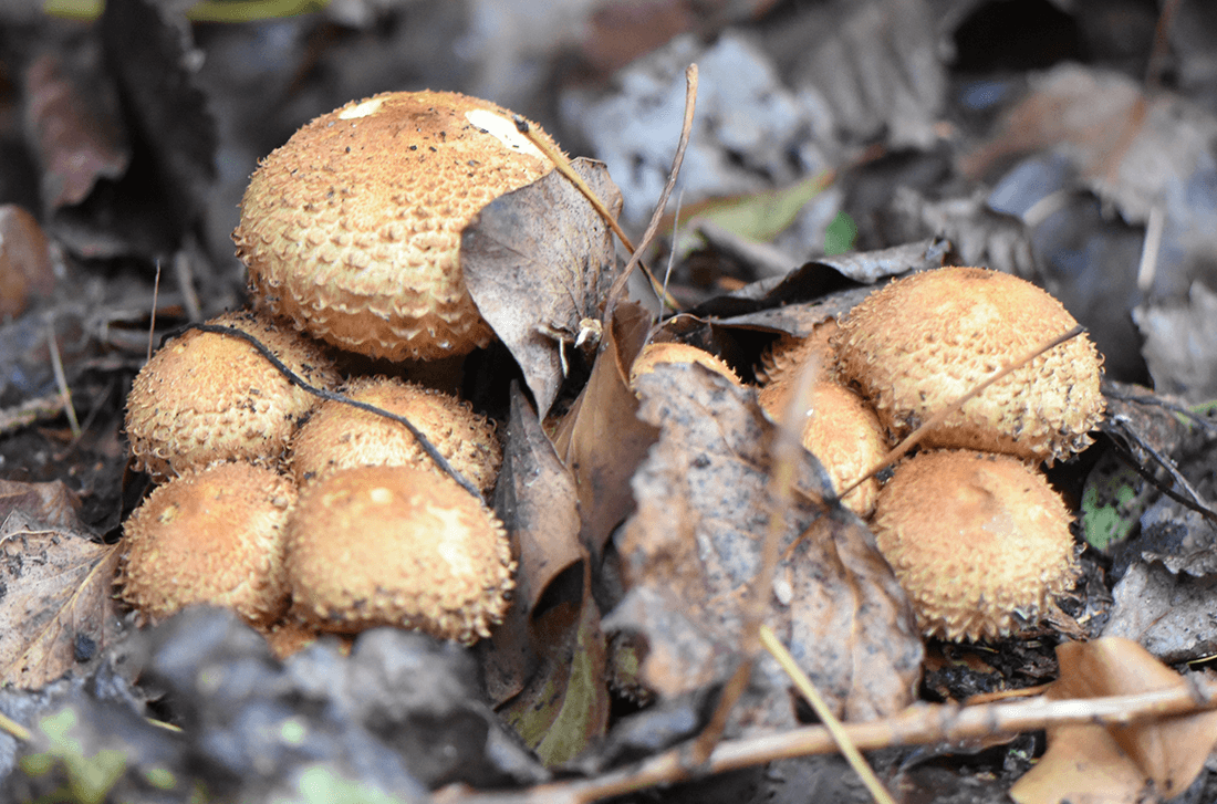 Unge frugtlegemer af krumskællet skælhat