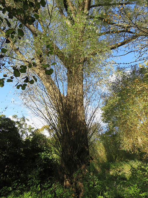 Det nederste af piletræ