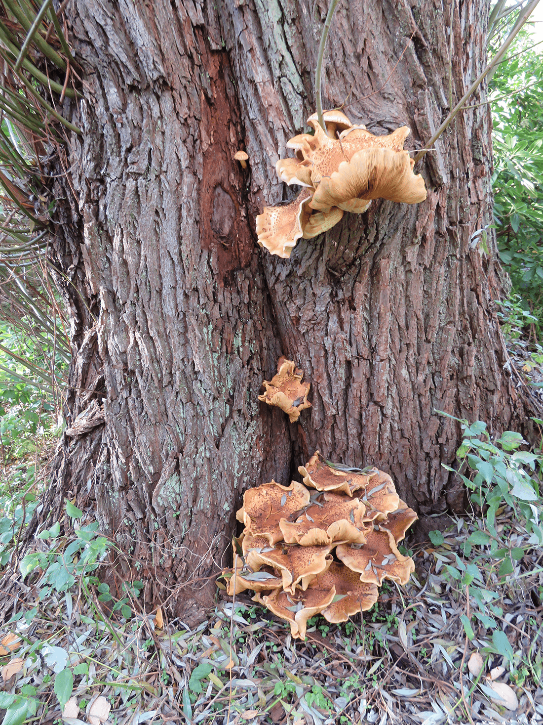 Skælhatte om piletræ