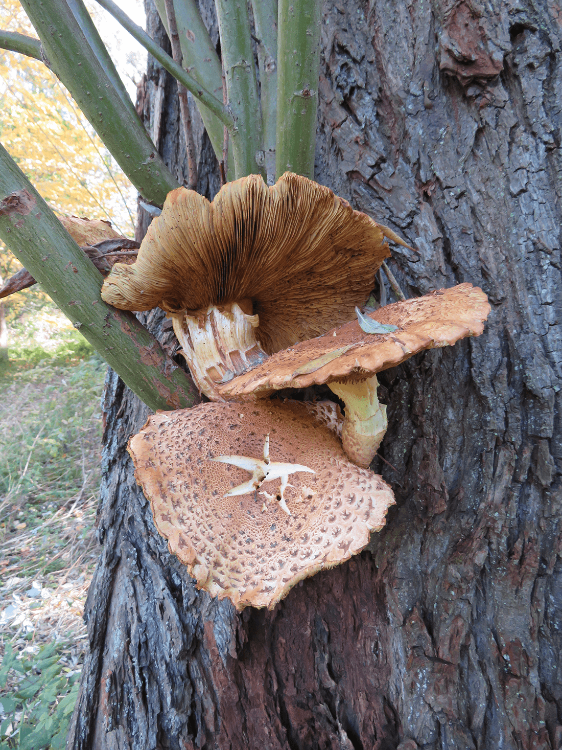 Frugtlegemer på stamme