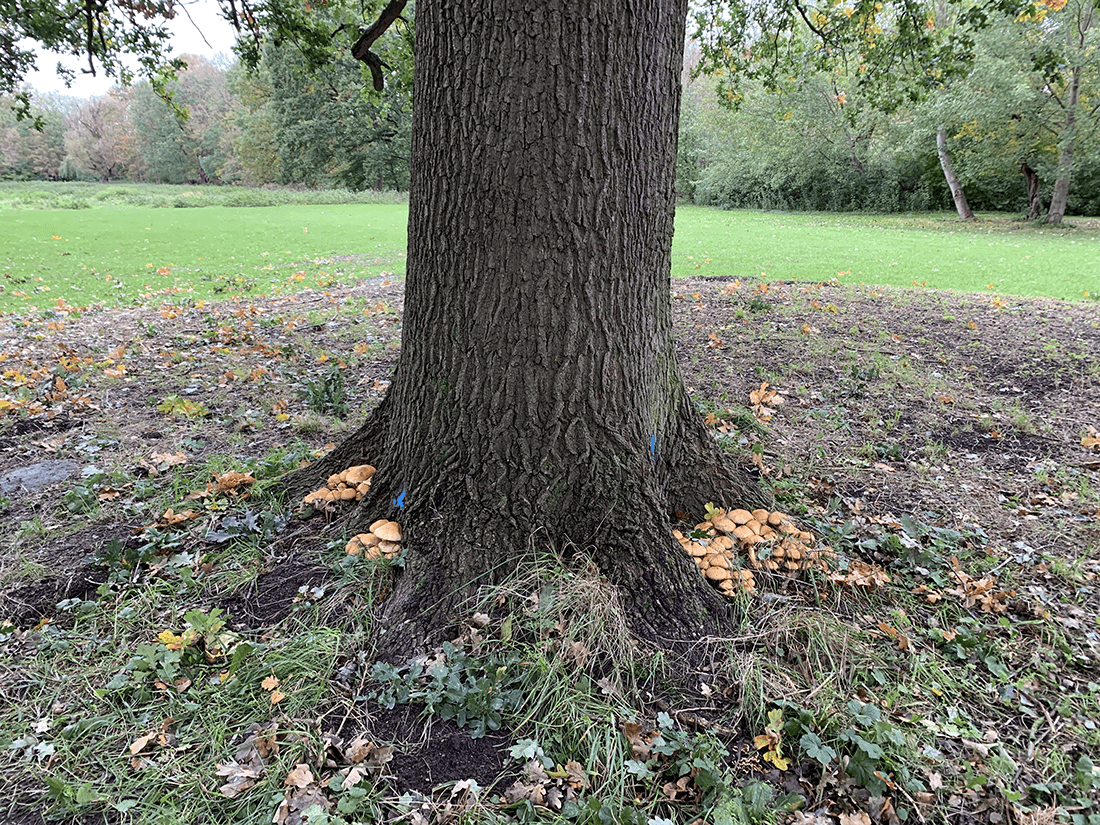 Egetræ med paddehatte ved foden af stamme