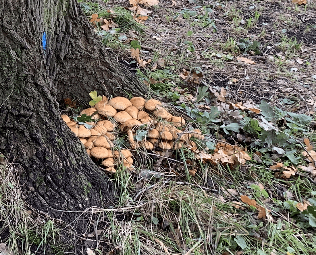 Skælhat frugtlegemer