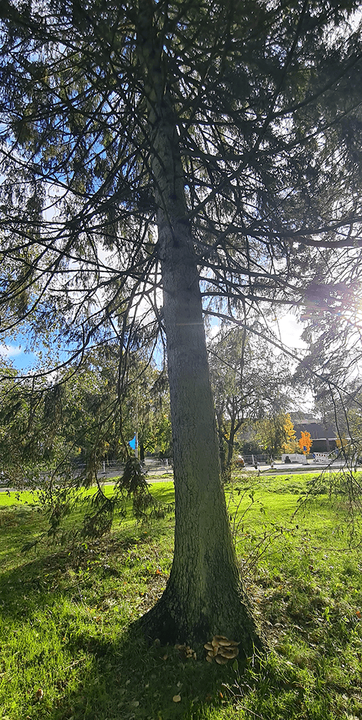 Grantræ med paddehatte ved foden