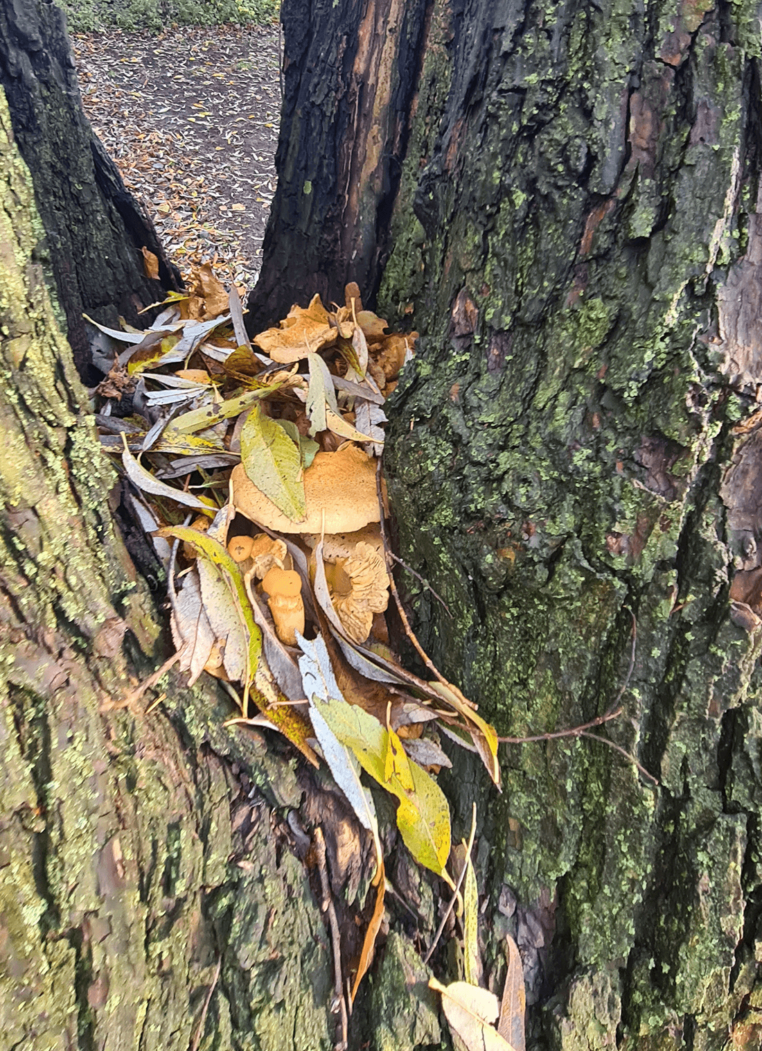 Der sidder frugtlegemer mellem de to stammer.