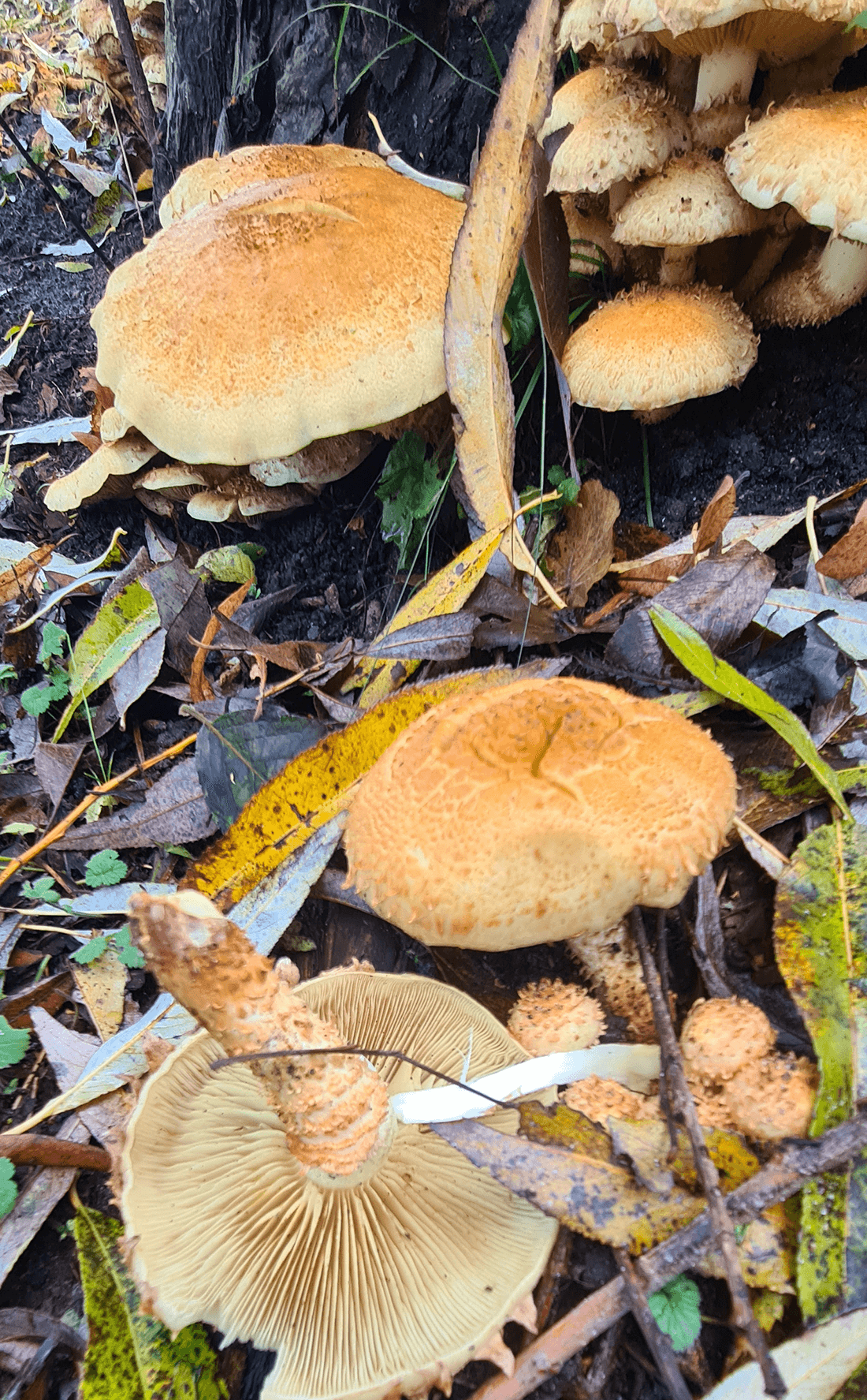 Frugtlegemer over- og underside