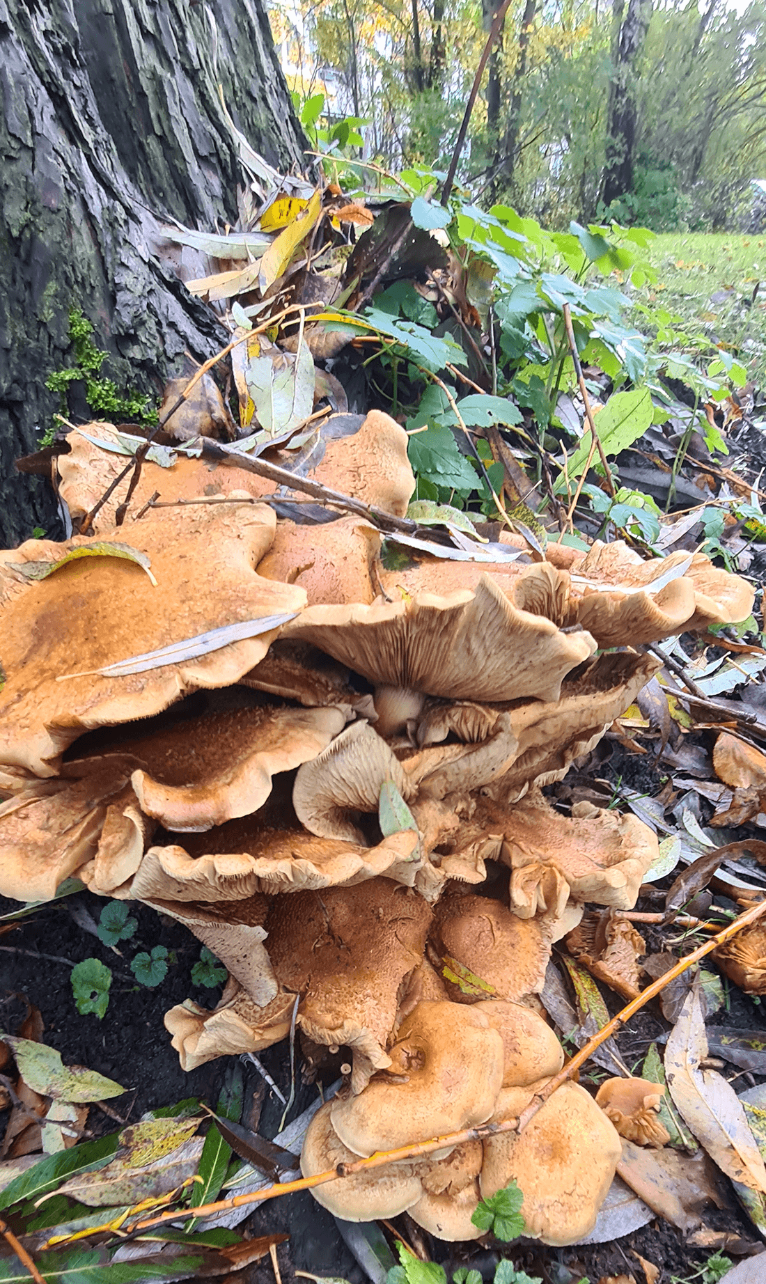 Paddehatte ved foden af stammen