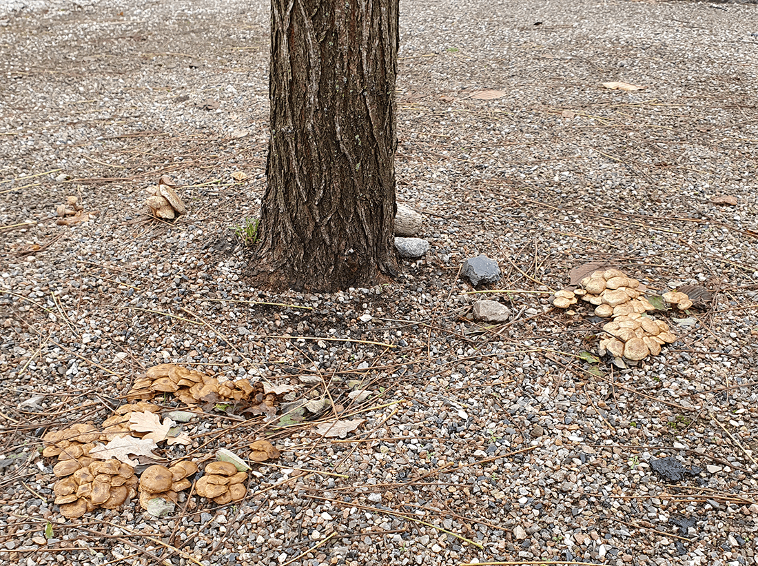 Paddehatte ved ungt træ