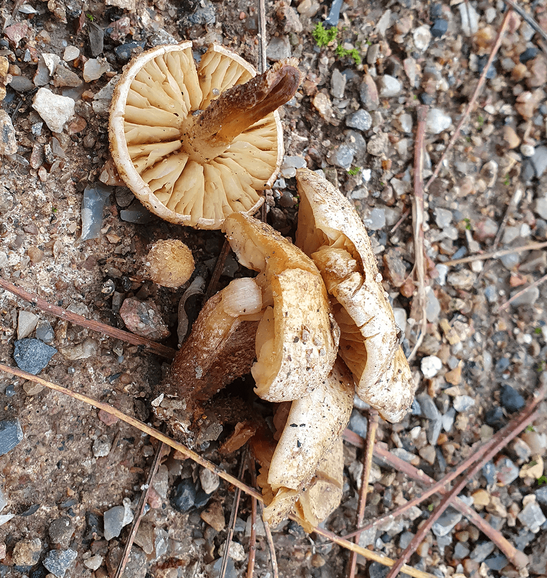 Nærbillede af paddehatte