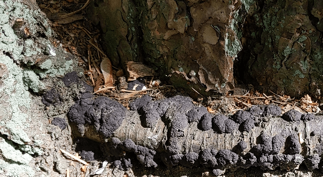 Stromata med perithecie mundinger