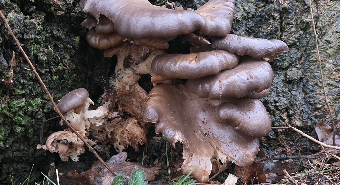 Purpurbrune frugtlegemer ved stammebasis