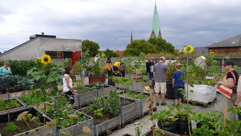 I København er der skudt mange haver op de senere år med Urban food gardening, blandt andet på Blågårds Skole.