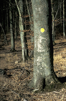 Figur 1. Markeringen på træet kan vise vej tilbage til turens udgangspunkt, men det kræver, at man ved hvad den gule prik betyder. Udenlandske undersøgelser har vist, at særligt udsatte grupper oftere mangler både viden og ressourcer for at kunne gøre brug af de muligheder, der stilles til rådighed.