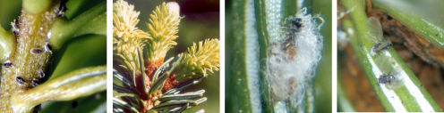 Figur 3a. ’Skildpadde-agtige’ larver med en randbræmme og rygkam af sølvskinnende voks. De sætter sig på den nye skudakse og bliver siddende hér til næste forår. 3b. Nyklækkede 1. stadie larver, ’kravlere’ der sætter sig på de nye nåle – som drysset med »stødt peber«. 3c. Voksklædte ’sommer-lus’, æglæggen­de, voksklædte hunner på nålene. 3d. Vingede ædelgranlus, der forlader nordmannsgran for at søge efter orientalsk gran. Fotos: H.P. Ravn.