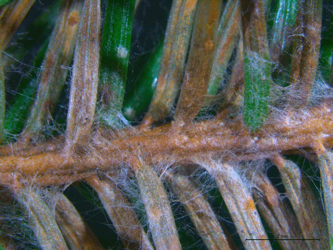 Nærbillede af nåle med mycelium