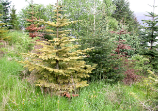 Figur 1. Norsk nobilis klippebevoksning med døde og svækkede træer. I Danmark ville den første tanke være rodfordærver, men årsagen er her angreb af Phytophthora. Foto: V. Talgø, maj 2004.