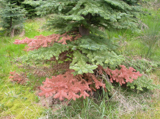 Figur 2. Et typisk symptom ved angreb af Phytophthora er »flagging«, hvor de nederste grene rødfarves. Foto: V. Talgø.