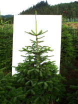 Kegleformet juletræ