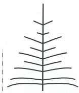 Figur 3. Kontroltræ uden kegleklipning.