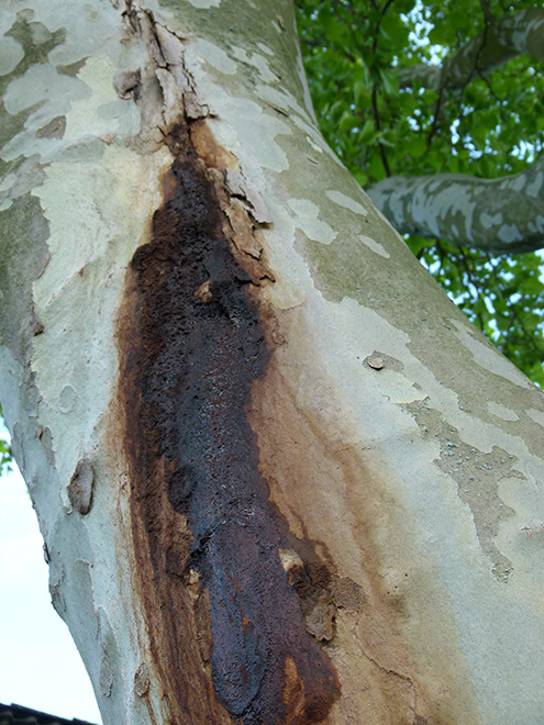 Nærbillede af brunt stammeflåd