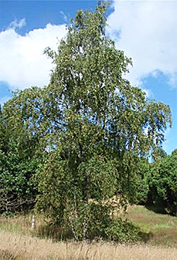 Vortebirke (Betula pendula)