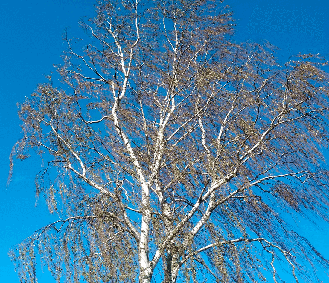 Birkekrone uden ret mange blade