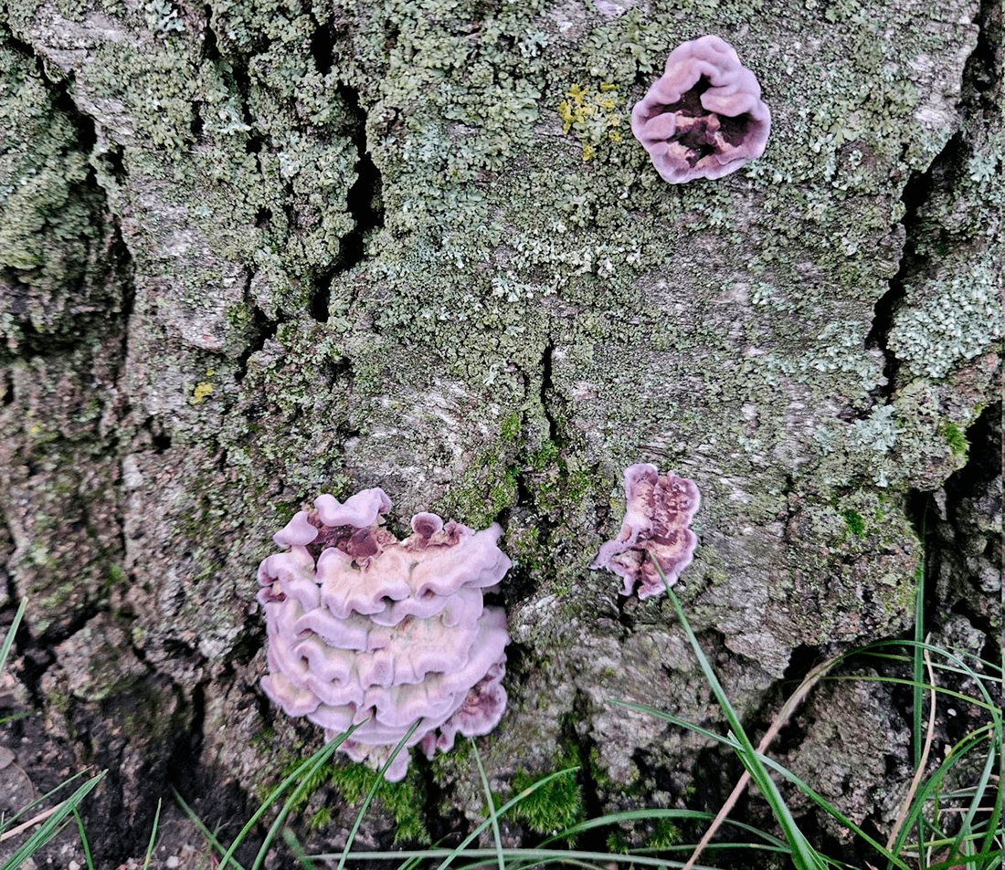 Nærbillede af lilla frugtlegemer