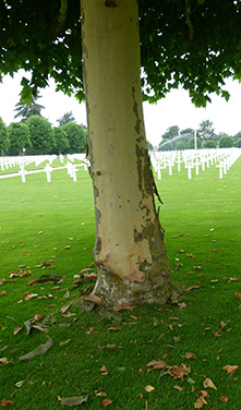 Barktab på stamme af platan på 1. verdenskrig kirkegård nær Somme.