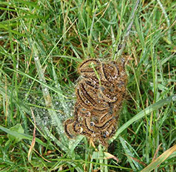 Klump af brune larver i græs