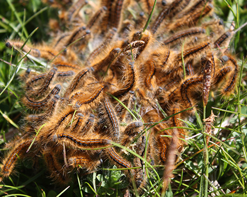 Klump af brune spinderlarver med hår