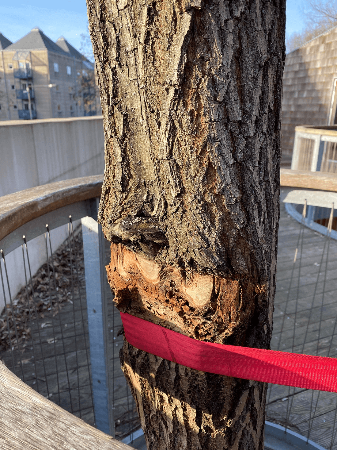Bredt gnavesår i barken på træ