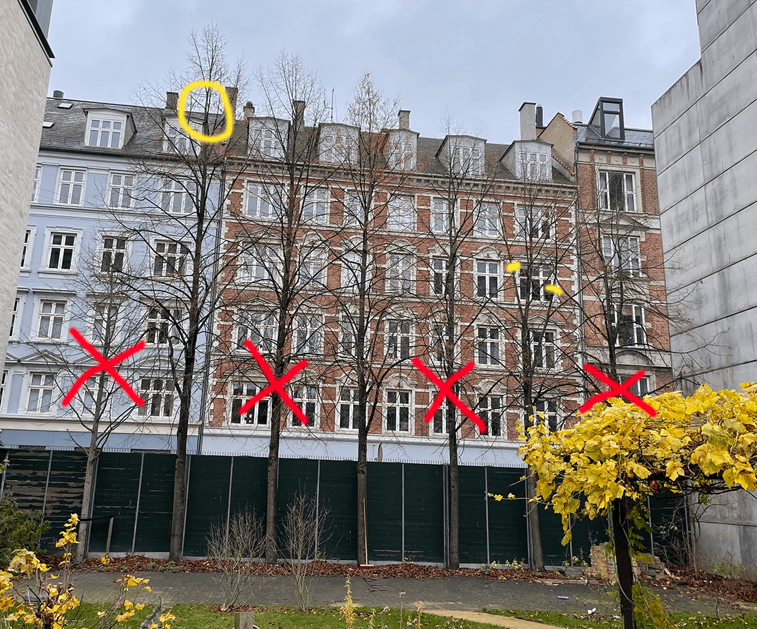 Linde på række bed et hegn