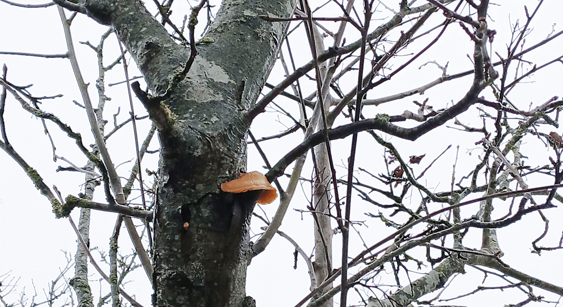 Orange svamp på stammen