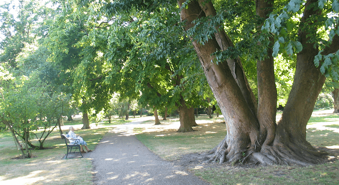 Zelkova ved sti