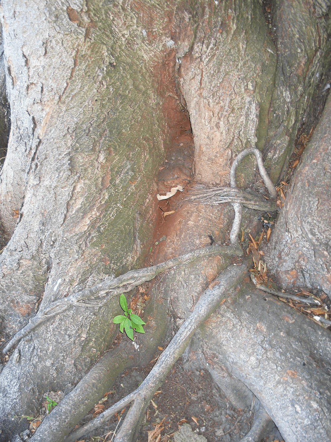 Lakporesvamp frugtlegeme ved foden af Zelkova