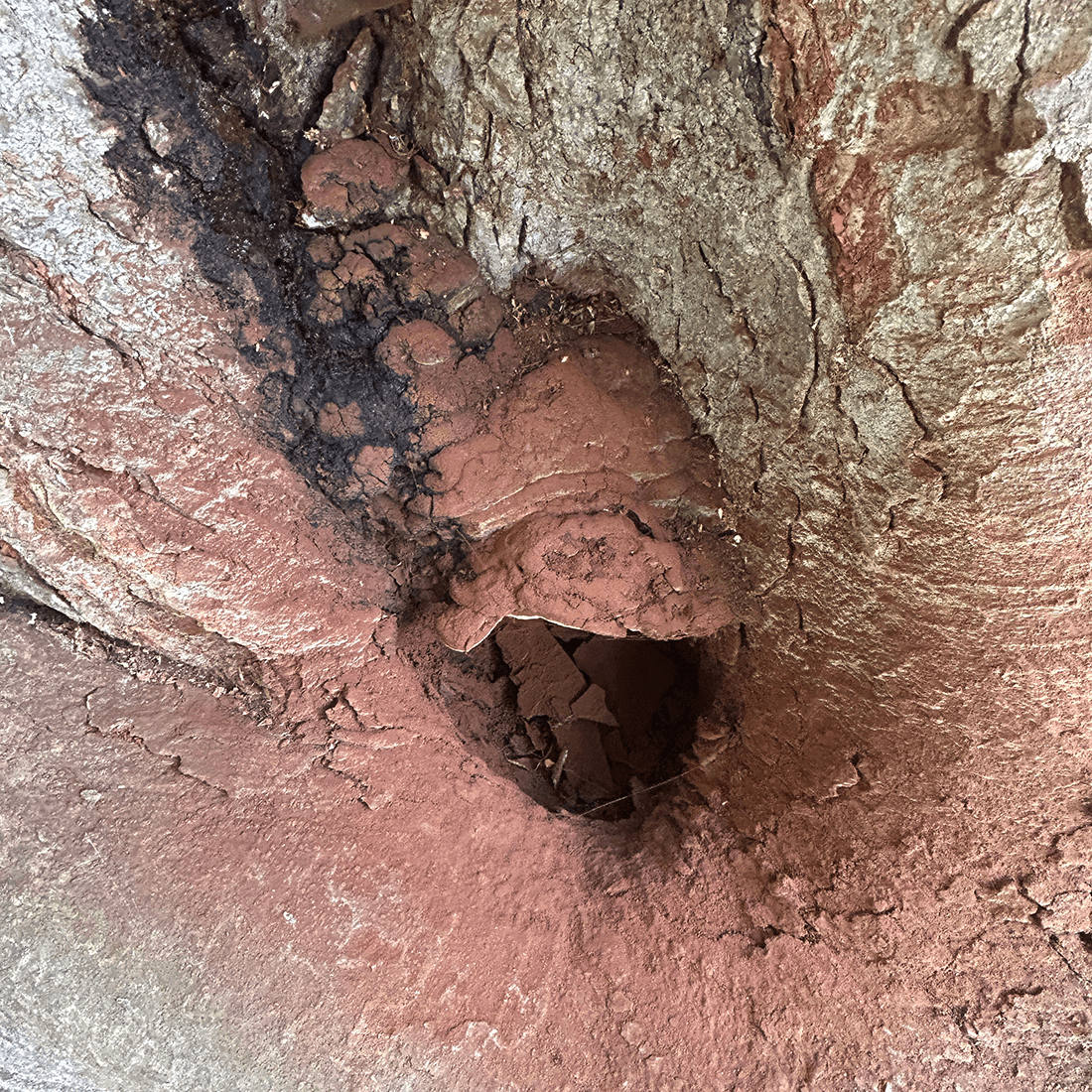 Frugtlegeme ved foden af Zelkova