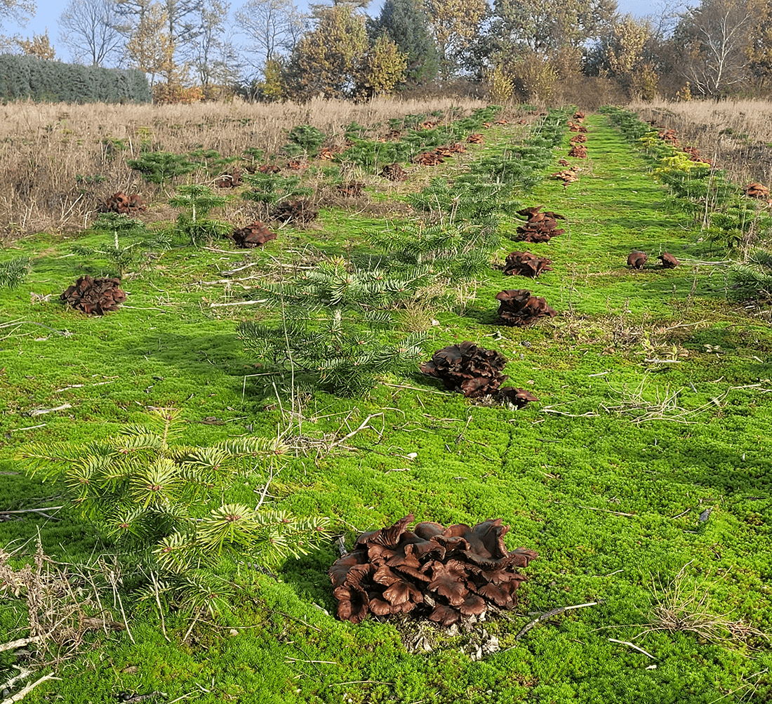 Små juletræer med honningsvamp på gamle stød