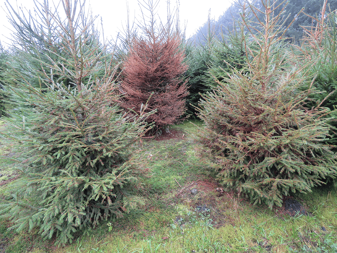 Rødgran juletæer med røde nåle
