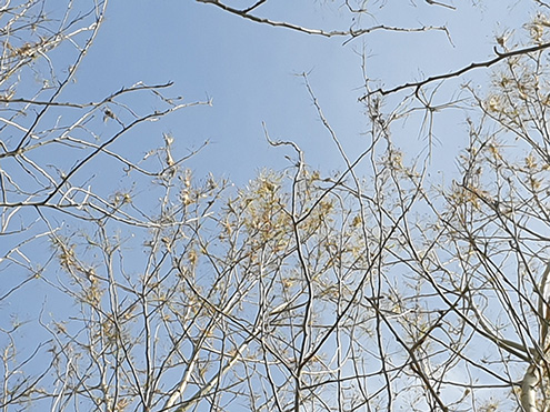 Toppen af løvtræer uden blade