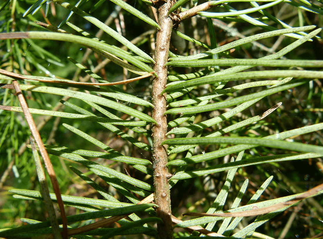 Små sorte frugtlegemer på undersiden af nåle