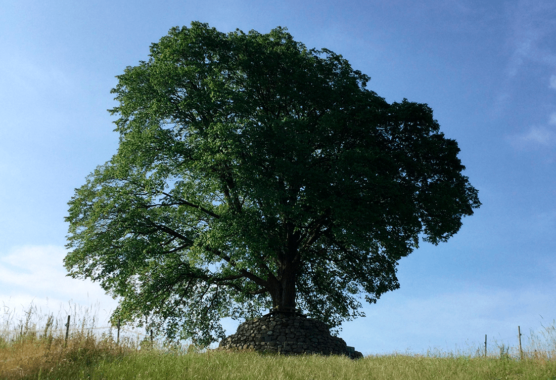 Solitært elmetræ på bakke