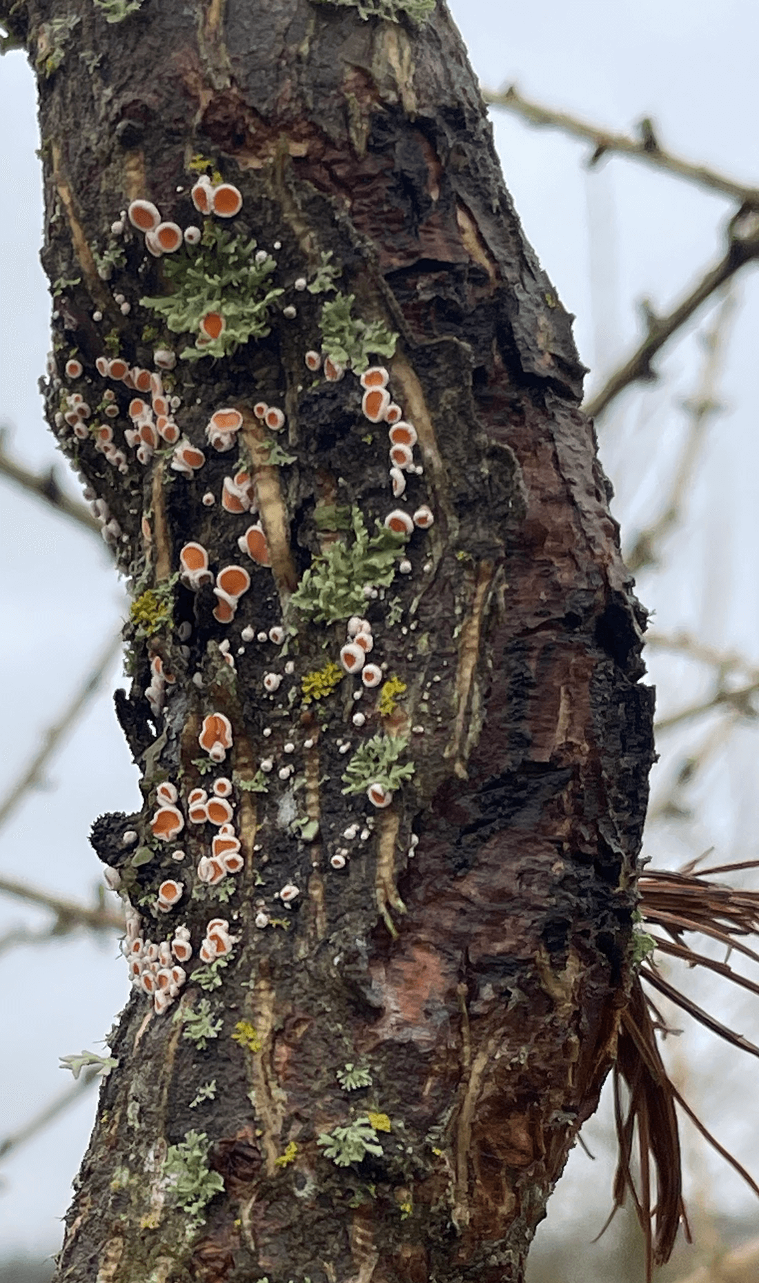 Lærkefrynseskive frugtlegemer i nekrose