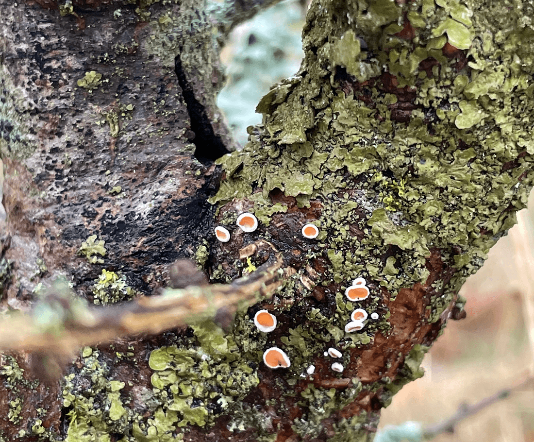 Lærkefrynseskive frugtlegemer på grenbasis