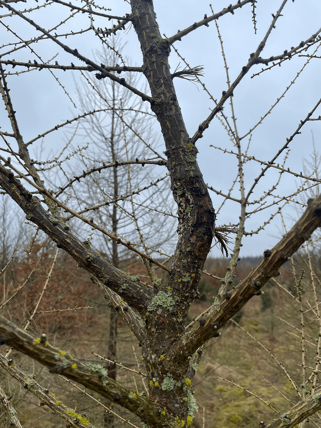 Ung lærk med misdannet top