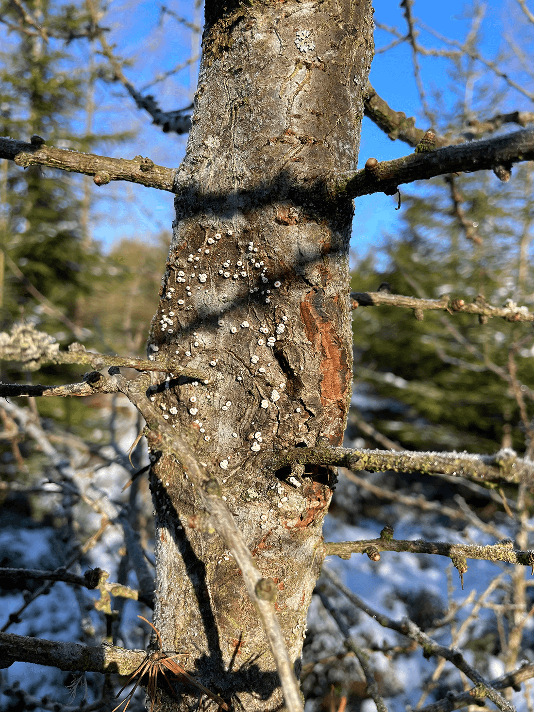 Kræftsår med frugtlegemer