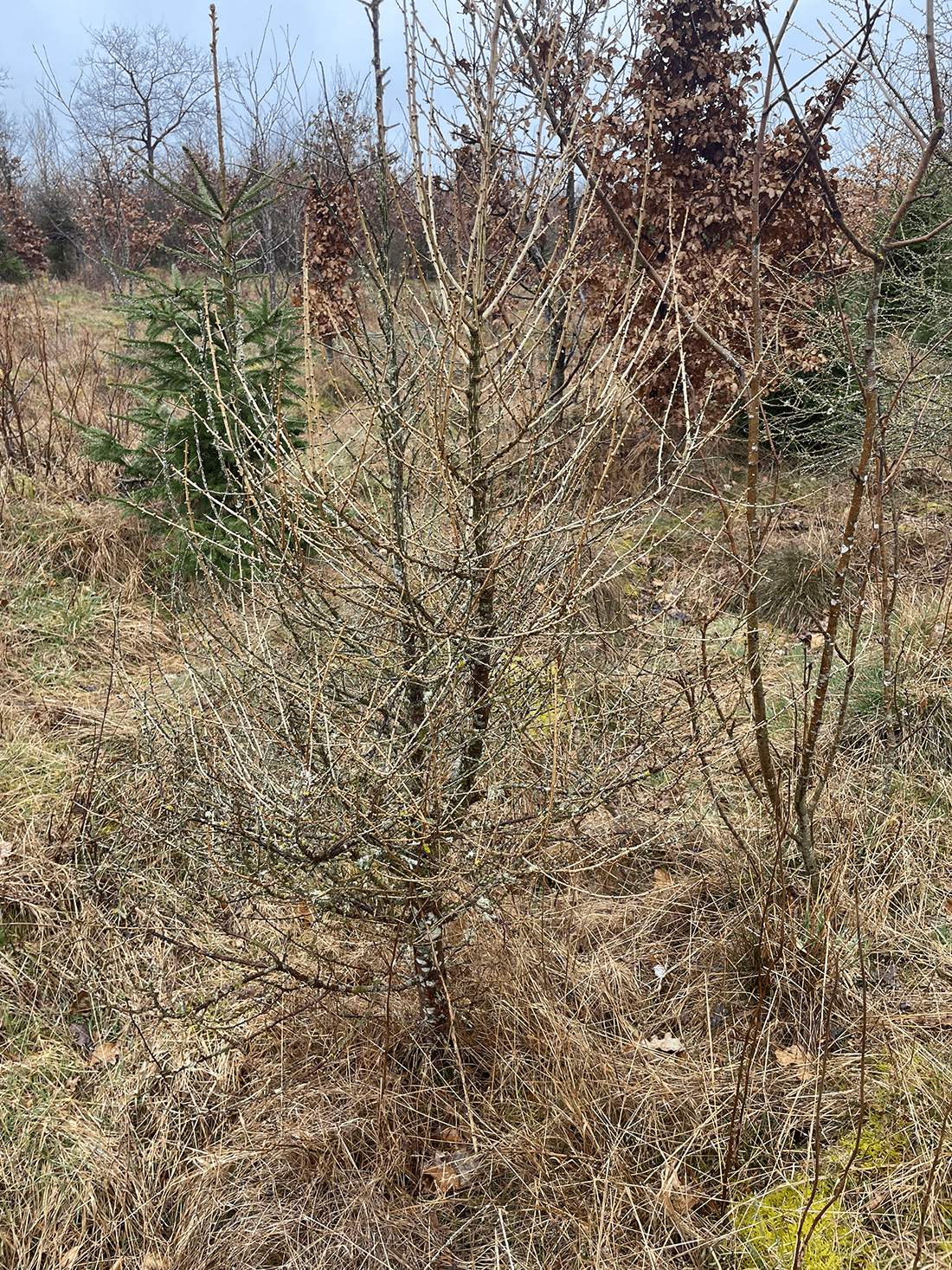 Ung lærk med to toppe