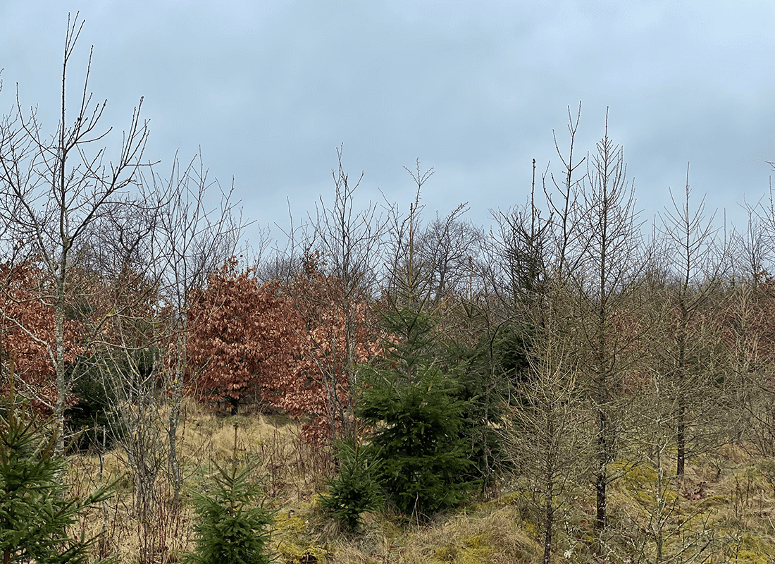 Ung kultur med blanding af løv og nål