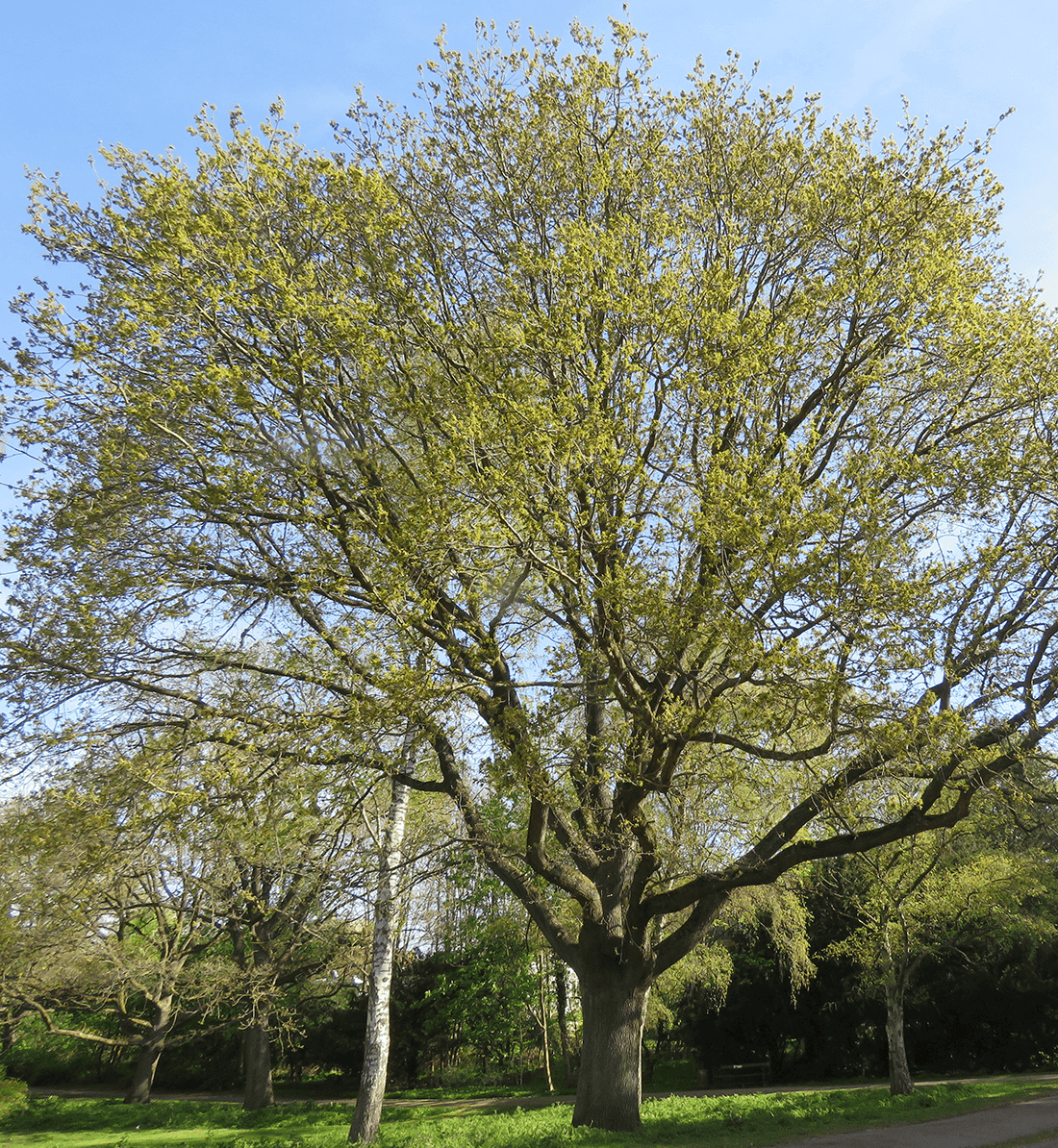 Eg med mange blomster i kronen